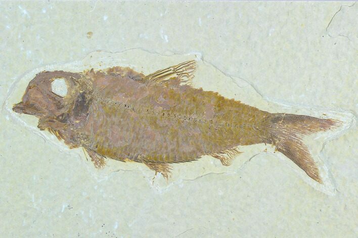 Fossil Fish (Knightia) - Green River Formation #122809